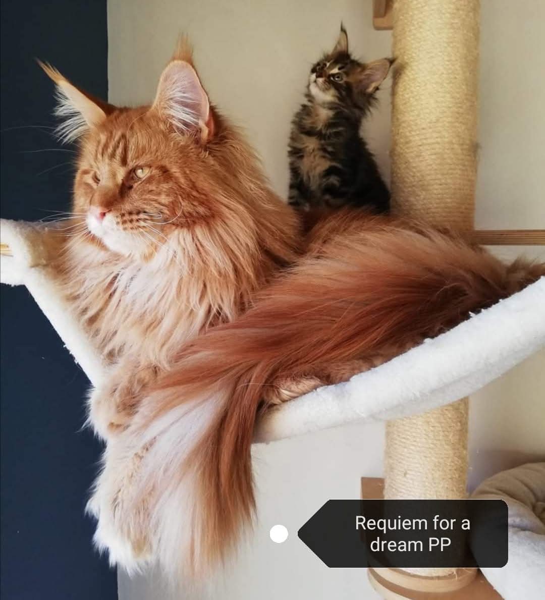 male maine coon la chatterie de lile boisseau -2