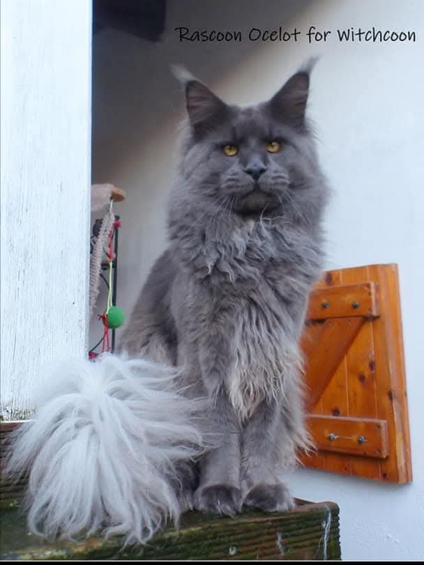 male maine coon la chatterie de lile boisseau