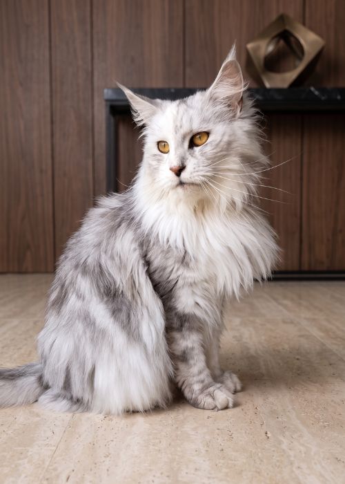 élevage de Maine Coon Vendée