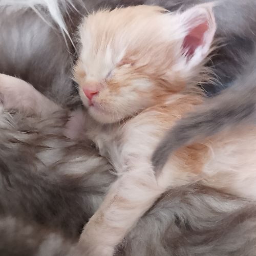 Balthazar 1 mois