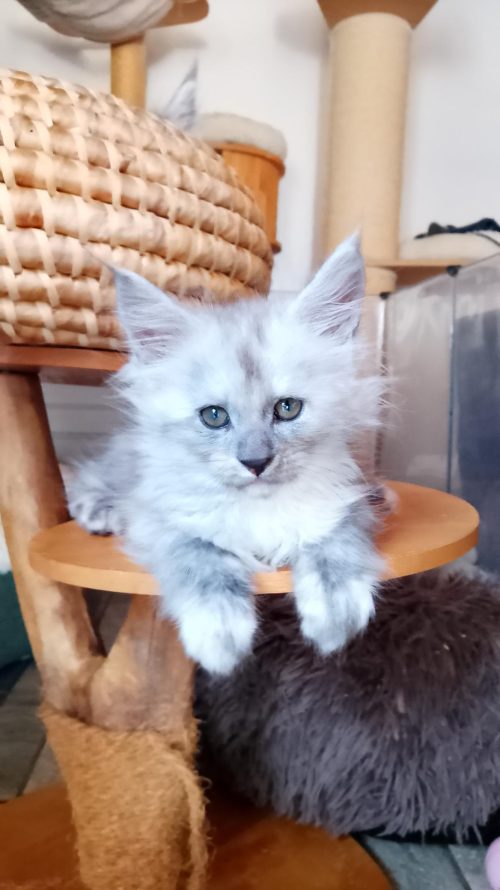 Banjo Blue Jazz 2 mois