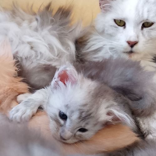 Bohème 1 mois avec sa maman
