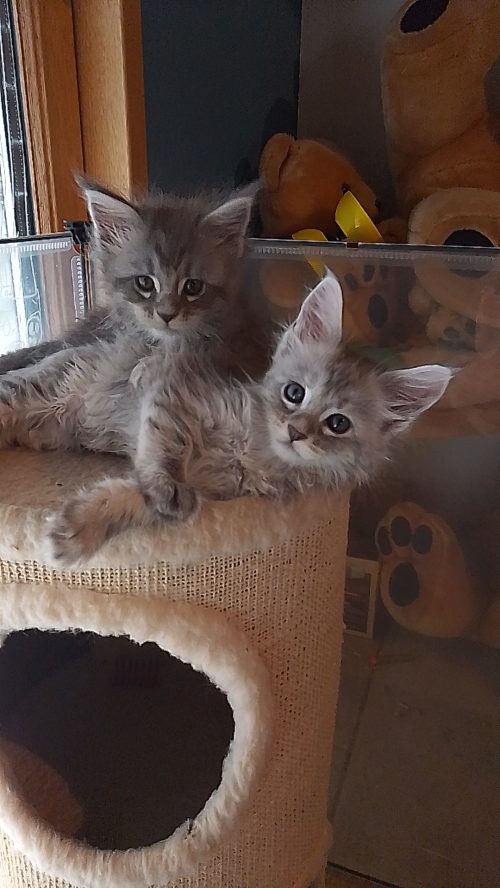 Bulle et Blue