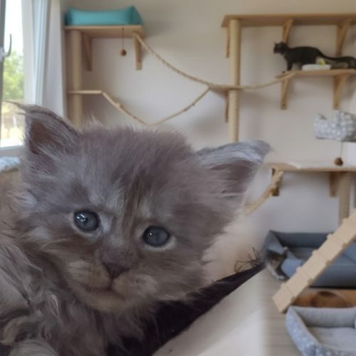 Bastet 1 mois