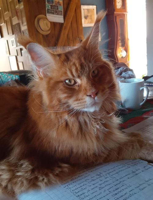 chat 3