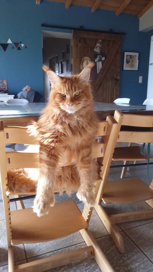 chat 5