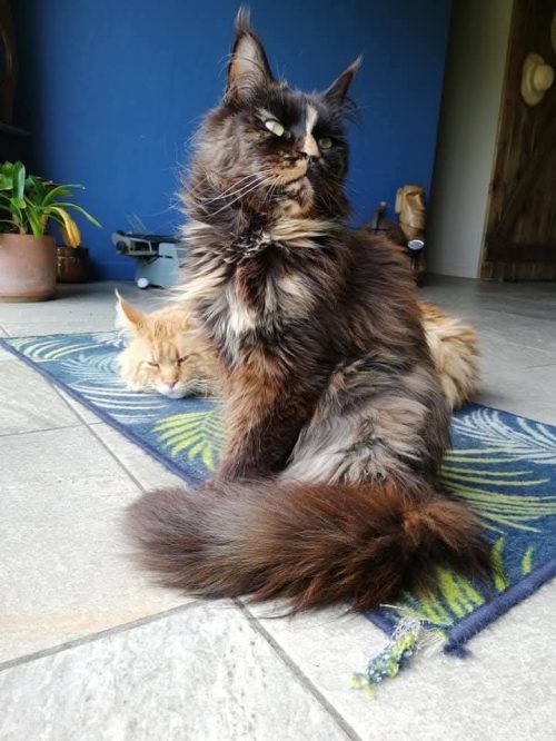 chat 4