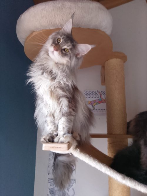 chat 6