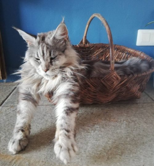 chat 1